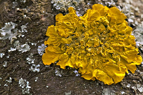 macro, fungo, albero, giallo, natura, nessuno, avvicinamento, solido, bellezza nella natura, roccia, roccia - oggetto, geologia, pianta, strutturato, messa a fuoco selettiva, all'aperto, giorno, estrazione, crescita, zolfo, fiore, sporco, terra, lichene, 4K, CC0, dominio pubblico, privo di copyright