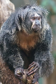 scimmia, osservando, zoo, fauna selvatica, animali allo stato selvatico, primate, animale, un animale, mammifero, vertebrato, nessuno, giorno, concentrarsi sulle conoscenze acquisite, avvicinamento, analizzare, cercare, guardare, seduta, guardando lontano, all'aperto, natura, 5K, CC0, dominio pubblico, privo di copyright