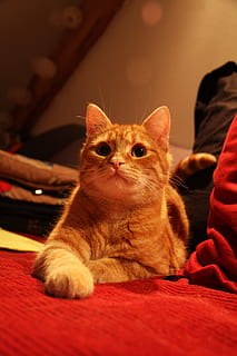 kat, roux, at lyve, sofa, tabby, ben, pander, indenlandske kat, kæledyr, dyr, nuttet, killing, husdyr, feline, pattedyr, ungt dyr, ligger ned, pels, rød, et dyr, dyre temaer, indendørs, indenlandske, hvirveldyr, mennesker, bakkenbart, rigtige mennesker, lempelse, hjem interiør, leder, portræt, kæledyr ejer, 4K, CC0, offentligt domæne, royaltyfrie
