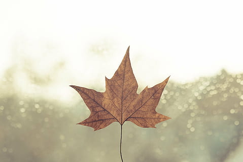 dekat, fotografi, layu, daun maple, hari, siang hari, jatuh, daun, cahaya, suasana hati, alam, hujan, pohon, musim dingin, musim gugur, perubahan, kering, maple, kerapuhan, merapatkan, bagian tanaman, tidak ada orang, menanam, di luar rumah, fokus pada latar depan, coklat, pohon maple, menyalin ruang, langit, ketenangan, vena daun, kondisi alam, 5K, CC0, domain publik, bebas royalti