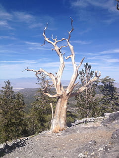 bristlecone, pi, arbre mort, arbre, muntanya, estiu, blau, antic, paisatge, vell, bosc, nodrit, escorça, serra, desert, retorçat, alpí, escènic, Califòrnia, nacional, nevada, turisme, viatjar, fusta, inyo, cel, pic, oest, naturalesa, escenics, planta, tranquil·litat, bellesa a la natura, arbre nu, escenics - natura, núvol - cel, escena tranquil·la, dia, cap gent, planta morta, escena no urbana, medi ambient, terra, llum solar, branca, remot, a l'aire lliure, clima, clima àrid, 2K, CC0, domini públic, lliure de regalies