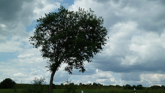 arbre, cel, paisatge, núvols, solitari, atmosfera, windfluechter, l'estat d'ànim del temps, núvol, naturalesa, a l'aire lliure, planta, núvol - cel, bellesa a la natura, tranquil·litat, cap gent, escenics - natura, creixement, escena tranquil·la, medi ambient, dia, escena no urbana, terra, camp, color verd, herba, 4K, CC0, domini públic, lliure de regalies