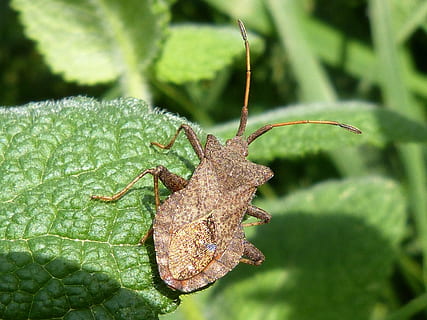 แมลง, arthropod, ใบไม้, ธีมสัตว์, สัตว์ป่า, สัตว์, สัตว์หนึ่งตัว, สีเขียว, สัตว์ในป่า, สัตว์ที่ไม่มีกระดูกสันหลัง, ส่วนของพืช, ใกล้ชิด, ธรรมชาติ, ไม่มีคน, ปลูก, วัน, มุ่งเน้นไปที่เบื้องหน้า, การเจริญเติบโต, กลางแจ้ง, เสาอากาศสัตว์, ส่วนของร่างกายสัตว์, 2K, CC0, โดเมนสาธารณะ, ค่าลิขสิทธิ์ฟรี