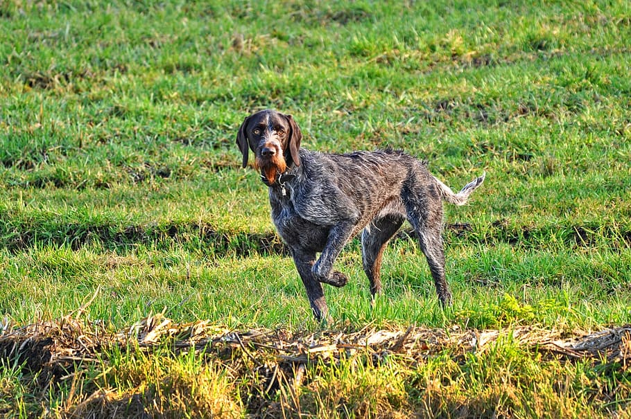 punter de filferro alemany adult, camp de gespa, punter alemany de pèls de filferro, punter, gos de caça, gos de canó, gos, animal, mamífer, caní, pedigree, de peu, mirant, entrenat, gos entrenat, camp, gos al camp, caça de gossos, temes d'animals, un animal, herba, animals domèstics, planta, vertebrats, nacional, mascotes, terra, naturalesa, cap gent, dia, color verd, creixement, animals a la natura, 1080P