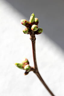 knopp, vår, träd, växt, natur, löv, gren, groddar, friskhet, blomma, tillväxt, närbild, blommande växt, skönhet i naturen, inget folk, fokusera på förgrunden, mat, äta nyttigt, växtstammen, sårbarhet, mat och dryck, dag, bräcklighet, utomhus, frukt, 5K, CC0, offentligt domän, royaltyfria