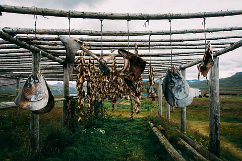 pegar, dia, carnes secas penduradas, suspensão, peixe, cabeça, secagem, pescaria, ninguém, natureza, vertebrado, animal, madeira - material, frutos do mar, Comida, terra, comida e bebida, corda, ao ar livre, em uma sequência, metal, corrimão, plantar, indústria pesqueira, 4K, CC0, domínio público, royalty free