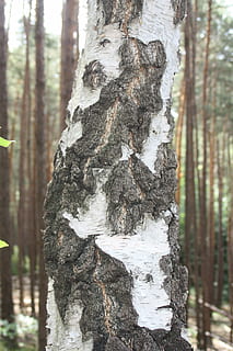 birk, bark, log, træ, træstamme, bagagerum, Skov, plante, fokus på forgrunden, jord, natur, dag, vækst, udendørs, tekstureret, ingen mennesker, tæt på, træ - materiale, skønhed i naturen, ro, ru, nåletræ, fyrretræ, fyrreskov, lichen, 4K, CC0, offentligt domæne, royaltyfrie