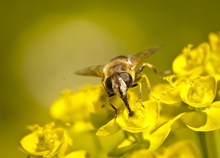 avispa, macro, amarillo, cerrar, el insecto, flor, floración, en la primavera de, las flores, planta, la naturaleza de la, verano, planta floreciendo, fragilidad, vulnerabilidad, animal, un animal, pétalo, temas de animales, invertebrado, insecto, animales en la naturaleza, fauna animal, abeja, belleza en la naturaleza, cabeza de flor, de cerca, crecimiento, frescura, polinización, nadie, polen, 2K
