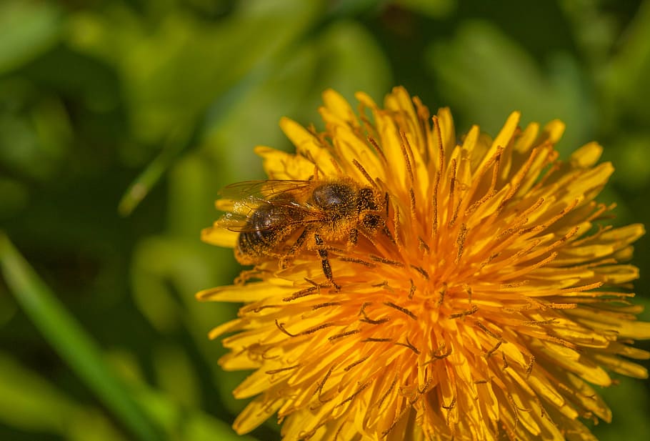 abella, flor, dent de lleó, planta, insecte, naturalesa, florir, macro, tancar, mel, estiu, primavera, hummel, groc, recollir pol len, polinització, planta amb flors, invertebrat, temes d'animals, pètal, fragilitat, un animal, animals a la natura, fauna animal, cap de flor, animal, vulnerabilitat, bellesa a la natura, frescor, primer pla, creixement, inflorescència, cap gent, pol·len, a l'aire lliure, 4K