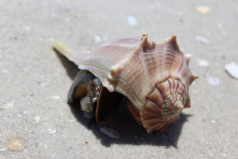 shell, strand, sand, natur, muslingeskal, skal, strand, s, sommer, strandede, vand, dyreskal, et dyr, dyre temaer, eremitkrebs, dyr i naturen, dyreliv, dyr, tæt på, jord, ingen mennesker, dag, hav, udendørs, sollys, krabbe, selektiv fokusering, fokus på forgrunden, marine, 5K, CC0, offentligt domæne, royaltyfrie