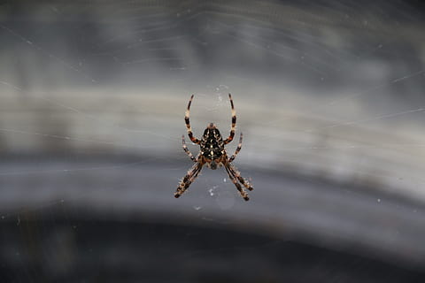Dreh, Spinnennetz, Gartenkreuzspinne, Fehler, grau, Autoreifen, Spinne, ein Tier, Tierthemen, Tiere in freier Wildbahn, Nahansicht, Spinnentier, Tier, Tierwelt, Gliederfüßer, wirbellos, Insekt, Zerbrechlichkeit, Fokus auf den Vordergrund, Tag, selektiver Fokus, Tierkörperteil, draußen, keine Leute, Natur, Tierbein, Netz, 5K, CC0, gemeinfrei, lizenzfrei