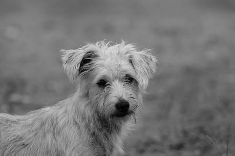 fauna, ulloa, risaralda, Kolumbie, jednoho zvířete, Pes, zaměřit se na popředí, domácí mazlíčci, při pohledu na fotoaparát, domácí zvířata, domácí, psí, savec, zvířat, zvíře, obratlovců, zvířecí chlupy, část těla zvířete, vlasy, portrét, zvířecí hlavy, nikdo, detail, den, zvířecí ústa, 4K, CC0, veřejná doména, bez autorských práv