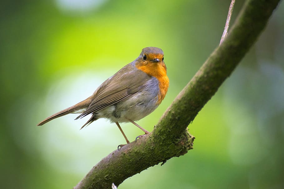 ave robin europea, robin, ocell, jardí, erithacus rubecula, tancar, ocell petit, petit, ocells cants, ocell de jardí, un animal, fauna animal, animals a la natura, posat, temes d'animals, naturalesa, cap gent, color verd, dia, animal, vertebrats, branca, arbre, centrar-se en primer pla, planta, primer pla, a l'aire lliure, bellesa a la natura, longitud completa, 5K
