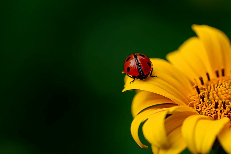 vermell, encenall de marieta, groc, flor, marieta, insecte, escarabat, naturalesa, primavera, planta amb flors, fragilitat, vulnerabilitat, pètal, planta, bellesa a la natura, cap de flor, un animal, animal, inflorescència, temes d'animals, invertebrat, primer pla, fauna animal, animals a la natura, frescor, creixement, pol·len, cap gent, polinització, 5K