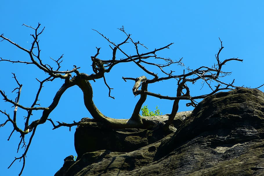 albero, l'essiccatore, roccia, cielo, solido, roccia - oggetto, natura, blu, pianta, cielo sereno, Inquadratura dal basso, ramo, la tranquillità, scenics - natura, nessuno, albero nudo, giorno, all'aperto, luce del sole, bellezza nella natura, tronco d'albero, pianta morta, 4K