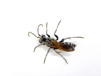 hveps, insekter, sort, insekt, hvirvelløse, dyr, dyre temaer, hvid baggrund, studio skud, dyreliv, et dyr, dyr i naturen, tæt på, indendørs, kopiere plads, dyr kropsdel, skåret ud, ingen mennesker, leddyr, zoologi, arachnid, dyr ben, 2K, CC0, offentligt domæne, royaltyfrie
