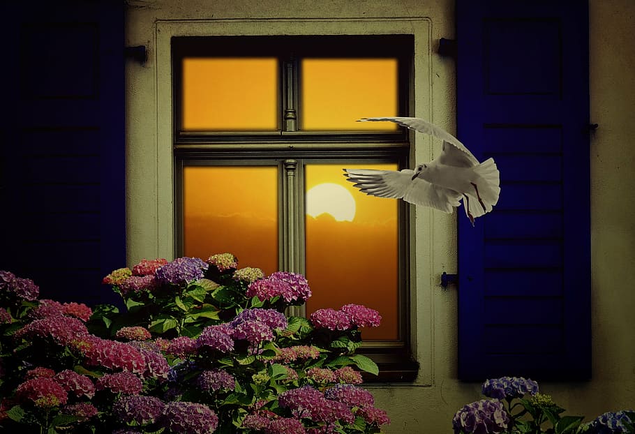 colom, pintura de flors, finestra, sol, natura morta, decoratiu, ortensia, gavina, llum solar, duplicació, obturador, ocell, volar, composició, la vida rural, festa, humor, pacífica, acollidor, casa, perspectiva, finestres de gelosia, façana de la casa, flor, porta, cap gent, nit, arquitectura, a l'aire lliure, planta, estructura construïda, exterior de l'edifici, planta amb flors, edifici, groc, naturalesa, entrada, vulnerabilitat, fragilitat, il·luminat, creixement, barri residencial, ornamentat, 2K
