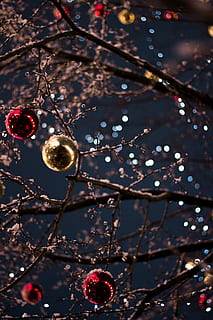 selektiv, fokus fotografering, baubles, rød, gullfargede julestikker, tre, bauble, jul, bokeh, lys, julepynt, dekorasjon, fokusere på forgrunnen, ingen folk, gren, feiring, juletre, ferie, nærbilde, anlegg, henger, Julelys, belysningsutstyr, belyst, natur, utendørs, 5K, CC0, offentlig domene, opphavsrett gratis
