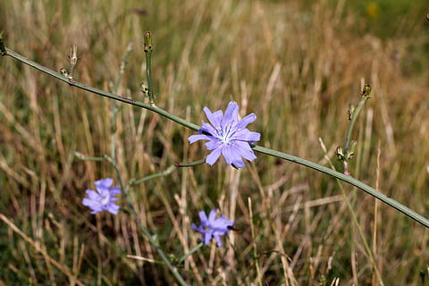 kukka, ruiskaunokki, tienvarsi, luonto, villi kukka, kukoistanut, violetti, ala, kasvi, kiinni, niitty, ruoho, ulkona, kesä, wildflower, kevät, kauneus luonnossa, lähikuva, vihreä väri, kasvu, hauraus, tuoreus, alttius, terälehti, keskittyä etualalle, ei ihmisiä, kukka pää, päivä, kukinto, maa, kasvien varsi, siitepöly, 4K