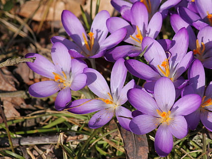 krokus, full blom, vår, blomma, blommande växt, växt, bräcklighet, sårbarhet, friskhet, kronblad, skönhet i naturen, närbild, blomhuvud, blomställning, lila, tillväxt, inget folk, natur, dag, iris, pollen, högvinkelvy, utomhus, 4K, CC0, offentligt domän, royaltyfria