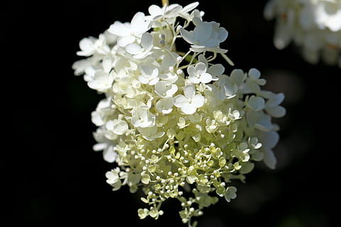 hortensia, planter, natur, Skov, blomster, landskab, parkere, hvid, arboret, blomstre, anbringe, makro, blomster close-ups, Wildflower close-ups, blomst, blomstrende plante, friskhed, plante, skønhed i naturen, hvid farve, sårbarhed, skrøbelighed, tæt på, ingen mennesker, kronblad, vækst, fokus på forgrunden, sort baggrund, blomsterstand, blomsterhoved, studio skud, udendørs, blomster arrangement, buket, 5K, CC0, offentligt domæne, royaltyfrie