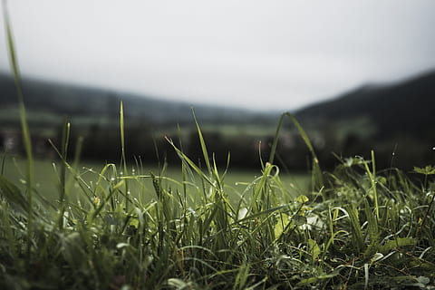 rumput, pemandangan, bokeh, mengaburkan, makro, dekat, alam, suasana hati, hijau, titisan hujan, setetes air, muram, morgentau, beristirahat, menanam, pertumbuhan, warna hijau, ketenangan, tanah, bidang, keindahan di alam, tidak ada orang, hari, lingkungan Hidup, adegan yang tenang, fokus selektif, langit, di luar rumah, fokus pada latar depan, kabut, hujan, tingkat permukaan, bilah rumput, 5K, CC0, domain publik, bebas royalti