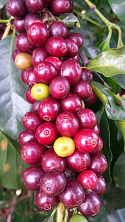 nærbilde, bilde, rød, frukt, kaffe, gård, Roça, minas, anlegg, brazil, Kaffe bønne, kaffe kirsebær, kaffetre, avling, plantasjen, mat og Drikke, mat, spise sunt, friskhet, vekst, velvære, plante del, blad, ingen folk, fokusere på forgrunnen, natur, dag, moden, utendørs, grønn farge, rå mat, lilla, 4K, CC0, offentlig domene, opphavsrett gratis