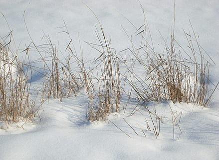 Schnee, Gras, Landschaft, Winter, Feld, Natur, kalt, Korn, Schneegras, Gras zittern, Acker-, kalte Temperatur, Ruhe, Schönheit in der Natur, Pflanze, ruhige Szene, Tag, weiße Farbe, keine Leute, Szenen - Natur, Land, Abdeckung, Nicht-städtische Szene, gefroren, Wasser, draußen, Marram Gras, 2K, CC0, gemeinfrei, lizenzfrei