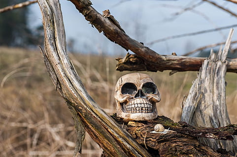 Baumstumpf, Schädel, morsch, alt, verwittert, Baum, Pflanze, keine Leute, Natur, Fokus auf den Vordergrund, Tier, Tag, Tierthemen, Tierwelt, Knochen, draußen, Ast, Kofferraum, Tiere in freier Wildbahn, Baumstamm, Holz - Material, menschliches Skelett, Wald, Nahansicht, selektiver Fokus, 4K, CC0, gemeinfrei, lizenzfrei