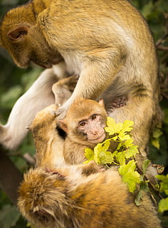monos, primates, animales, selva, bosque, animal, mono, mamífero, fauna silvestre, primate, naturaleza, linda, Asia, macaco, animales en la naturaleza, bosque tropical, animal joven, grupo de animales, temas de animales, fauna animal, vertebrado, dos animales, familia de animales, animal hembra, unión, centrarse en primer plano, nadie, día, planta, al aire libre, cuidado, 4K, CC0, dominio público, libre de derechos