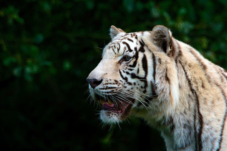 superficiale, fotografia a fuoco, giorno, tigre, bianca, natura, predatore, selvaggio, felino, tigre bianca, capo, animale, carnivoro, gatto non addomesticato, mammifero, a strisce, tigre siberiana, Pericolo, tigre del Bengala, animali allo stato selvatico, testa di animale, grande, specie in pericolo, grande gatto, pelliccia, caccia agli animali, analizzare, cercare, guardare, avvicinamento, fissando, un animale, fauna selvatica, parte del corpo animale, temi animali, gatto, concentrarsi sulle conoscenze acquisite, vertebrato, carnivora, nessuno, baffo, all'aperto, aggressione, bocca aperta, ringhioso, bocca animale, denti di animale, ruggente, 4K