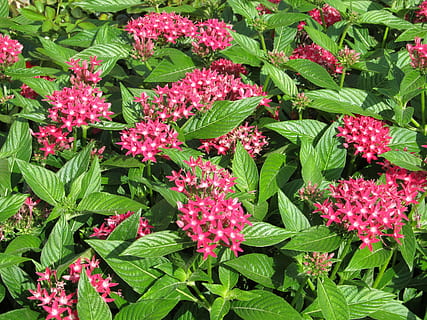rosa, fiore, minuscolo, piccolo, fiori, verde, foglie appuntite, colorato, fioritura, natura, pianta, foglia, estate, pianta fiorita, parte vegetale, colore verde, bellezza nella natura, freschezza, crescita, colore rosa, fragilità, vulnerabilità, nessuno, petalo, avvicinamento, fotogramma intero, botanica, vista dall'alto, giorno, all'aperto, testa di fiore, 2K, CC0, dominio pubblico, privo di copyright