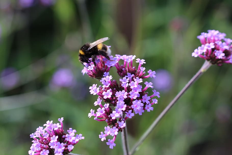 bumble bee, abella, verbena, flor, lila, pol·linitzar, insecte, bumble, naturalesa, mel, pol·len, ala, buzz, estiu, jardí, treballador, picada, macro, planta amb flors, temes d'animals, un animal, animals a la natura, fauna animal, invertebrat, animal, frescor, fragilitat, vulnerabilitat, bellesa a la natura, planta, cap de flor, pètal, primer pla, polinització, creixement, porpra, cap gent, Abellot, espígol, 5K