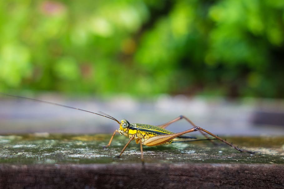 insecte, groc, error, macro, tropical, Llagosta, Borneo, temes d'animals, fauna animal, animal, animals a la natura, un animal, invertebrat, dia, color verd, primer pla, naturalesa, cap gent, part del cos dels animals, centrar-se en primer pla, antena animal, enfocament selectiu, a l'aire lliure, Mantis religiosa, cames d’animal, 2K