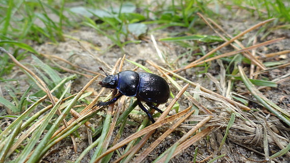scarafaggio, verme, natura, foresta, un animale, temi animali, animale, invertebrato, fauna selvatica, animali allo stato selvatico, insetto, colore nero, giorno, pianta, nessuno, erba, terra, vista dall'alto, campo, avvicinamento, zoologia, concentrarsi sulle conoscenze acquisite, filo d'erba, 4K, CC0, dominio pubblico, privo di copyright