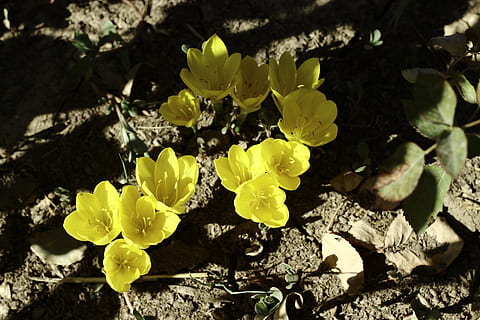 Crocus, gėlė, piešti, ruduo, geltona, Iš arti, nėra žmonių, lauke, po vandeniu, dieną, augalų, grožis gamtoje, šviežumas, žydintys augalai, augimą, pobūdį, pažeidžiamumas, žiedlapis, trapumas, žiedynas, gėlių galva, saulės šviesa, aukšto kampo vaizdas, žemės, pavasarį, 5K, CC0, Viešasis domenas, nemokamai