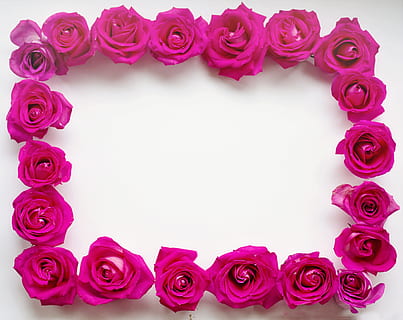 lyserød, blomster, hvid, overflade, rød rose, ramme, roser, grænse, kant, hvidt rum, tekstrum, dekoration, romantisk, kort, bryllup, forår, sommer, design, valentinsdag, jubilæum, rosenblomst, blomst, lyserød farve, duftende, skønhed, mode, Rose, skønhed i naturen, blomstrende plante, plante, studio skud, friskhed, natur, ingen mennesker, kronblad, tæt på, blomsterhoved, kopiere plads, indendørs, skrøbelighed, sårbarhed, arrangement, blomsterstand, lilla, blomster arrangement, valentins dag - ferie, blomstermønster, flok blomster, buket, 4K, CC0, offentligt domæne, royaltyfrie