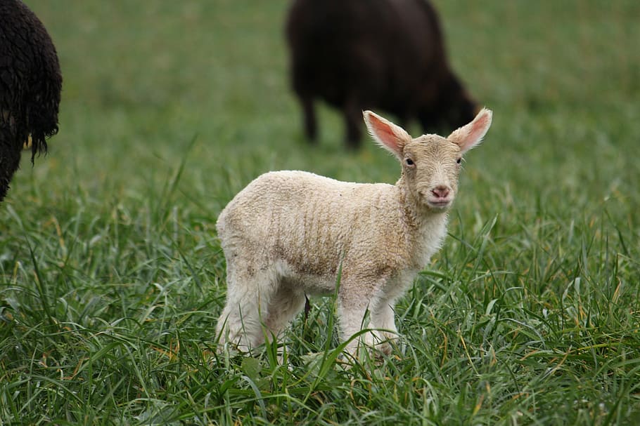 braun, Schaf, Rasenplatz, Tier, s, Kopf, Lämmer, Tiere, Irland, Säugetiere, Lamm, Baby Schaf, Wiese, Natur, wolle, süß, Hausschafe, Jungtier, Tierwelt, Passah, jung, Tierporträt, Gras, Tierthemen, Säugetier, Haustiere, Vieh, Pflanze, Feld, Land, Wirbeltier, Porträt, Stehen, ein Tier, inländisch, Tag, keine Leute, draußen, pflanzenfressend, 2K