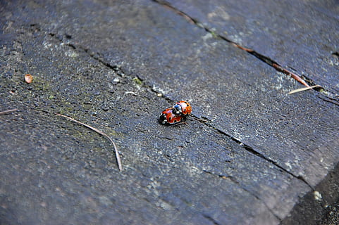 เต่าทอง, ladybugs, ธรรมชาติ, ธีมสัตว์, สัตว์ป่า, สัตว์, สัตว์ที่ไม่มีกระดูกสันหลัง, สัตว์ในป่า, แมลง, วัน, ด้วง, สัตว์หนึ่งตัว, ไม่มีคน, กลางแจ้ง, มุมมองมุมสูง, เลือกโฟกัส, ใกล้ชิด, ฟุตบาท, พื้นผิว, ไม้ - วัสดุ, 2K, CC0, โดเมนสาธารณะ, ค่าลิขสิทธิ์ฟรี