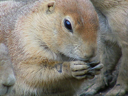 Eichhörnchen, nager, Nagetier, nagen, Lebensmittel, Nuss, Essen, Tierthemen, Tier, Säugetier, Tierwelt, ein Tier, Tiere in freier Wildbahn, Nahansicht, keine Leute, Wirbeltier, Tierkörperteil, braun, Whisker, Tag, Tierkopf, draußen, Fokus auf den Vordergrund, Natur, pflanzenfressend, Tierauge, 2K, CC0, gemeinfrei, lizenzfrei
