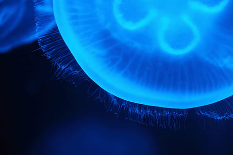 cerca de la foto, azul, Medusa, animal, criatura, peligro, oscuro, profundo, pez, flotador, brillar, brillante, gelatinas, marina, naturaleza, pacífico, mar, nadar, translúcido, transparente, submarino, nadie, vida marina, temas de animales, animales en la naturaleza, agua, fauna animal, invertebrado, de cerca, un animal, nadando, al aire libre, 5K, CC0, dominio público, libre de derechos