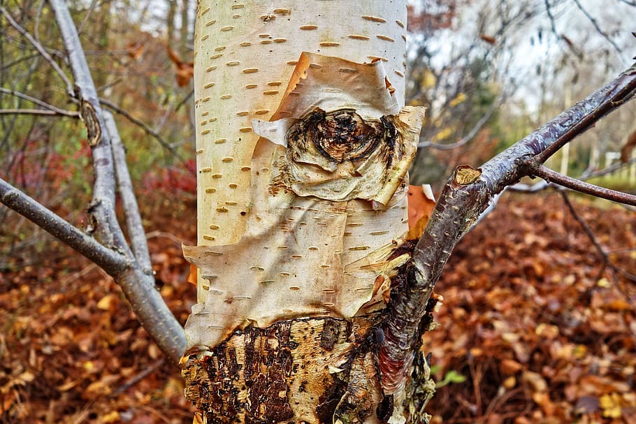 bedoll, tronc de bedoll, escorça de bedoll, arbre, escorça, tronc de l'arbre, fullatge de tardor, estacional, de novembre, temes d'animals, naturalesa, planta, centrar-se en primer pla, animal, fauna animal, cap gent, animals a la natura, terra, dia, tronc, un animal, primer pla, invertebrat, part de la planta, a l'aire lliure, insecte, branca, 4K