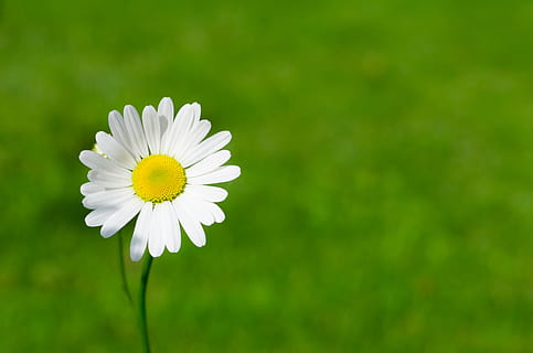 white, daisy, closeup, photography, beautiful, bloom, blooming, blossom, blur, bright, chamomile, close-up, color, delicate, environment, flora, flower, garden, grass, growth, nature, outdoors, petals, plant, pollen, season, yellow, flowering plant, freshness, petal, fragility, vulnerability, beauty in nature, flower head, inflorescence, white color, focus on foreground, no people, 4K, CC0, public domain, royalty free