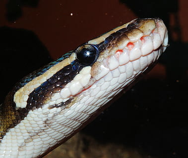serp, python, pitó de pilota, constrictor, animal, escala, bellesa, rèptil, tancar, python regius, mojave, alimentació, Snakehead, criatura, terrari, temes d'animals, un animal, fauna animal, animals a la natura, vertebrats, primer pla, part del cos dels animals, centrar-se en primer pla, cap gent, cap d’animals, naturalesa, escala d’animals, signe, ull d’animals, verinós, dia, senyal d'advertència, 1080P, CC0, domini públic, lliure de regalies