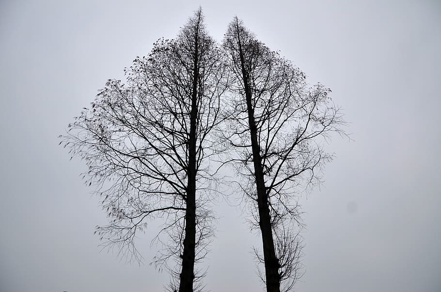 schwarz, blattloser Baum, tagsüber, Foto, gefeuert, einfach, Baum, Weiß, kahler Baum, Winter, Ast, Natur, keine Leute, Baumstamm, draußen, Tag, Schnee, Himmel, Pflanze, Kofferraum, Schönheit in der Natur, Ruhe, Land, Silhouette, Wald, ruhige Szene, Nebel, Szenen - Natur, Flachwinkelansicht, Kiefernwald, Nadelbaum, 4K