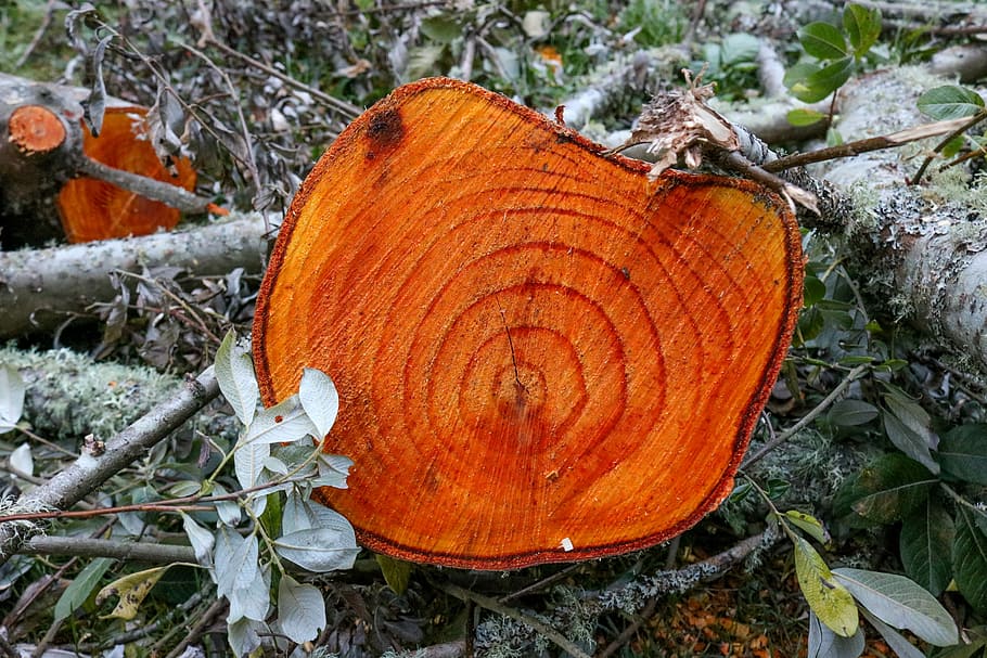 tronco d'albero, legna, foresta, albero, ceppo, di legno, taglio, verde, pino, vecchio, struttura, tronco, naturale, natura, Marrone, crescita, squillare, alberi forestali, ambiente, colore arancione, legname, inverno, pianta, terra, campo, giorno, la deforestazione, nessuno, avvicinamento, legno - materiale, problemi ambientali, fungo, all'aperto, abbaiare, anello degli alberi, bosco, 5K