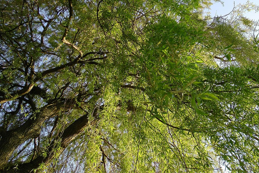salze plorant, pastures, baumm, salze, estètic, branques, verd, primavera, registre, planta, arbre, creixement, color verd, bellesa a la natura, branca, vista d’angle baix, terra, tranquil·litat, bosc, cap gent, naturalesa, dia, escena no urbana, fullatge, a l'aire lliure, exuberant fullatge, tronc, tronc de l'arbre, escena tranquil·la, copa de l'arbre, directament a sota, bambú - planta, selva tropical, bosc de pi, 4K