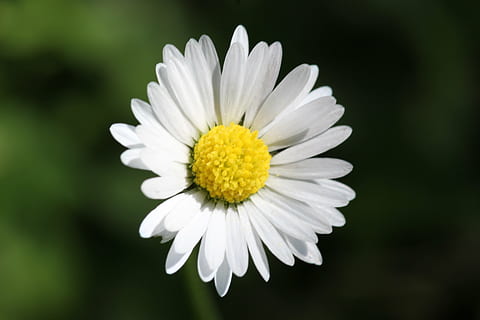 bunga aster, bunga, musim semi, makro, putih, kuning, padang rumput, alam, musim panas, menanam, merapatkan, daun bunga, tanaman chamomile, tanaman berbunga, kesegaran, warna putih, keindahan di alam, kerapuhan, kerentanan, hal berkembang, kepala bunga, pertumbuhan, tidak ada orang, di luar rumah, emosi, serbuk sari, kemurnian, bersih, 5K, CC0, domain publik, bebas royalti