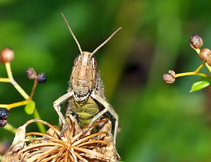 grønn, brun, gresshopper perching, blomst, selektiv fokusfotografering, insekt, natur, bo, dyr, makro, dyreliv, nærbilde, blad, dyre temaer, dyr i naturen, virvelløse, ett dyr, fokusere på forgrunnen, anlegg, ingen folk, dag, dyr antenne, skjønnhet i naturen, grønn farge, selektiv fokusering, dyr kroppsdel, utendørs, sommerfugl - insekt, 1080P, CC0, offentlig domene, opphavsrett gratis