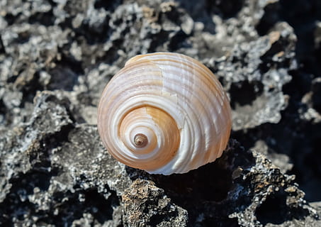 Schale, Strand, Sommer-, Natur, Muschel, Tierwelt, Tierhülle, Tierthemen, Tier, Rock, ein Tier, Tiere in freier Wildbahn, solide, Rock - Objekt, Nahansicht, natürliches Muster, keine Leute, texturiert, Schönheit in der Natur, Weichtier, wirbellos, Tag, draußen, Marine, 4K, CC0, gemeinfrei, lizenzfrei